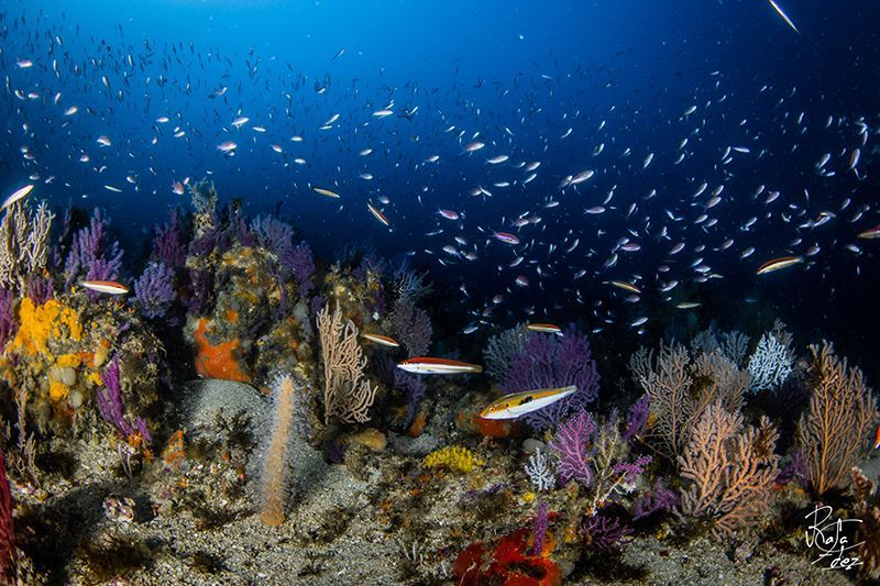 Salidas de buceo en Ceuta